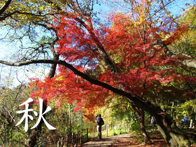秋の石神井公園