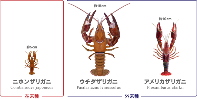 北海道に生息する3種類のザリガニ
