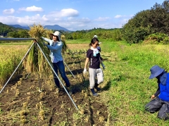 静岡県富士宮オーガニックブラジル野菜こんぺいとう農園稲刈り体験
