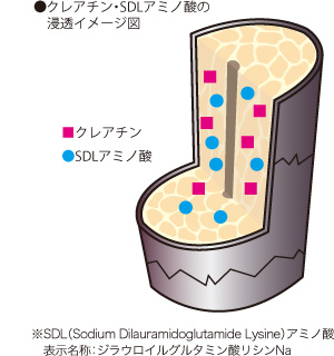 クレアチン・SDLアミノ酸の浸透イメージ図
