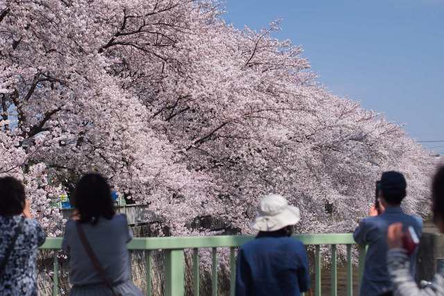 練馬区の桜