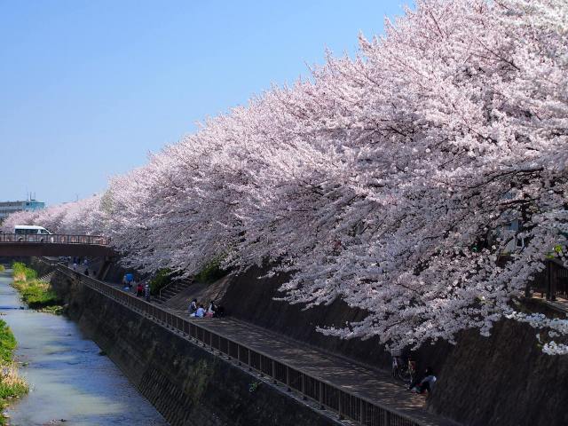 練馬区の桜